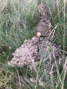 toadstools, Lake District, 