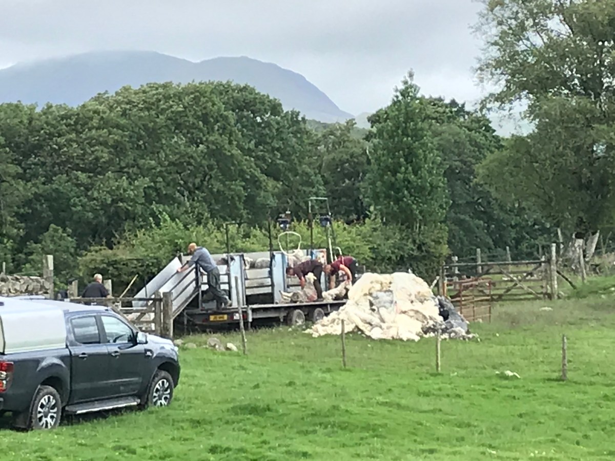 Sheep shearing.